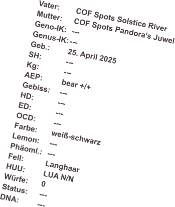 Vater:	COF Spots Solstice River Mutter: 	COF Spots Pandoras Juwel Geno-IK:	--- Genus-IK:	--- Geb.: 	25. April 2025 SH:		--- Kg:		--- AEP:		bear +/+ Gebiss:	--- HD:		--- ED:		--- OCD:	--- Farbe:	wei-schwarz  Lemon:	--- Phoml.:	--- Fell:		Langhaar HUU:	LUA N/N Wrfe:	0 Status:	--- DNA:	---