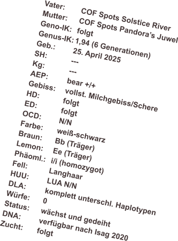 Vater:	COF Spots Solstice River Mutter: 	COF Spots Pandoras Juwel Geno-IK:	folgt Genus-IK:	1,94 (6 Generationen) Geb.: 	25. April 2025 SH:		--- Kg:		--- AEP:		bear +/+ Gebiss:	vollst. Milchgebiss/Schere HD:		folgt ED:		folgt OCD:	N/N Farbe:	wei-schwarz  Braun:	Bb (Trger) Lemon:	Ee (Trger) Phoml.:	i/i (homozygot) Fell:		Langhaar HUU:	LUA N/N DLA:		komplett unterschl. Haplotypen Wrfe:	0 Status:	wchst und gedeiht DNA:	verfgbar nach Isag 2020 Zucht:	folgt
