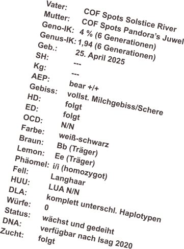 Vater:	COF Spots Solstice River Mutter: 	COF Spots Pandoras Juwel Geno-IK:	4 % (6 Generationen) Genus-IK:	1,94 (6 Generationen) Geb.: 	25. April 2025 SH:		--- Kg:		--- AEP:		bear +/+ Gebiss:	vollst. Milchgebiss/Schere HD:		folgt ED:		folgt OCD:	N/N Farbe:	wei-schwarz  Braun:	Bb (Trger) Lemon:	Ee (Trger) Phomel:	i/i (homozygot) Fell:		Langhaar HUU:	LUA N/N DLA:		komplett unterschl. Haplotypen Wrfe:	0 Status:	wchst und gedeiht DNA:	verfgbar nach Isag 2020 Zucht:	folgt