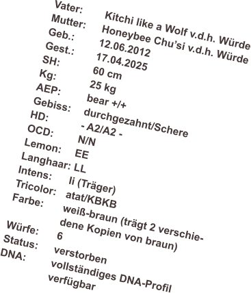 Vater:	Kitchi like a Wolf v.d.h. W�rde Mutter: 	Honeybee Chu�si v.d.h. W�rde Geb.: 	12.06.2012 Gest.:	17.04.2025 SH:		60 cm Kg:		25 kg AEP:		bear +/+ Gebiss:	durchgezahnt/Schere HD:		- A2/A2 - OCD:	N/N Lemon:	EE Langhaar: LL Intens:	Ii (Tr�ger) Tricolor: 	atat/KBKB Farbe:	wei�-braun (tr�gt 2 verschie- dene Kopien von braun)  W�rfe:	6 Status:	verstorben DNA:	vollst�ndiges DNA-Profil verf�gbar