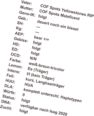 Vater:	COF Spots Yellowstones RIP Mutter: 	COF Spots Maleficent Geno-IK:	folgt Geb.: 	dauert noch ein bissel SH:		--- Kg:		--- AEP:		bear +/+ Gebiss:	folgt HD:		folgt ED:		folgt OCD:	N/N Farbe:	wei�-braun-tricolor Lemon:	Ee (Tr�ger) Intens:	I/I (kein Tr�ger) Fell:		kurz, Langhaartr�ger HUU:	HUA DLA:		komplett unterschl. Haplotypen W�rfe:	0 Status:	folgt DNA:	verf�gbar nach Isag 2020 Zucht:	folgt