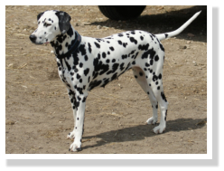 Freda vom Welsh-Hof (Mila)