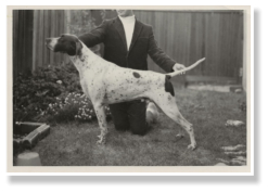 Shandown's Rapid Transit