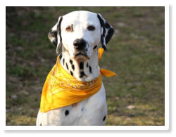 Chanook von der hohen W�rde (Nooki)