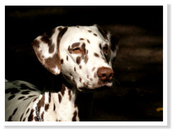 Chilaili Asa Nanica von der hohen W�rde (charly)