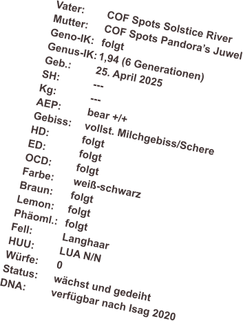 Vater:	COF Spots Solstice River Mutter: 	COF Spots Pandoras Juwel Geno-IK:	folgt Genus-IK:	1,94 (6 Generationen) Geb.: 	25. April 2025 SH:		--- Kg:		--- AEP:		bear +/+ Gebiss:	vollst. Milchgebiss/Schere HD:		folgt ED:		folgt OCD:	folgt Farbe:	wei-schwarz  Braun:	folgt Lemon:	folgt Phoml.:	folgt Fell:		Langhaar HUU:	LUA N/N Wrfe:	0 Status:	wchst und gedeiht DNA:	verfgbar nach Isag 2020